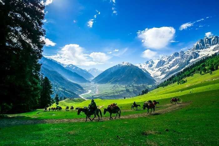 Sonamarg Meadow