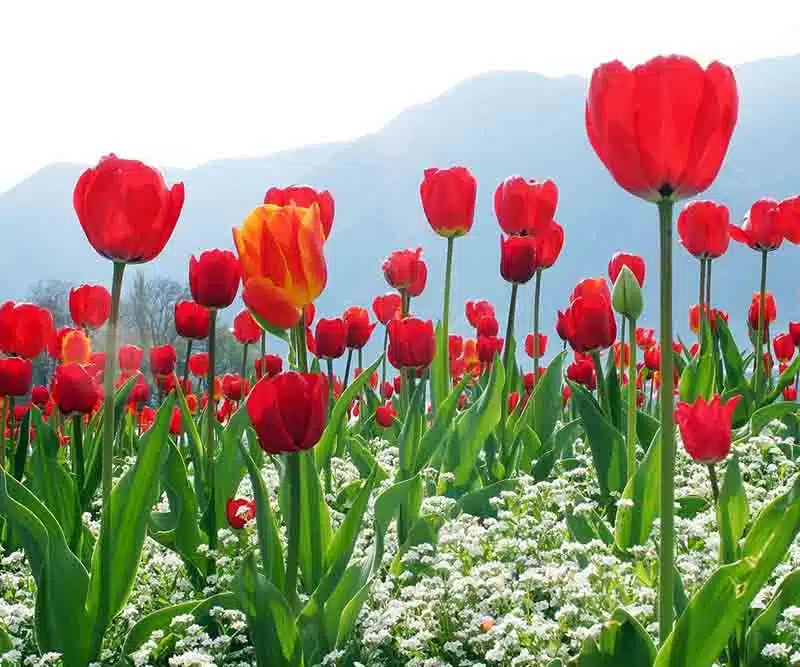Kashmir Tulip Garden